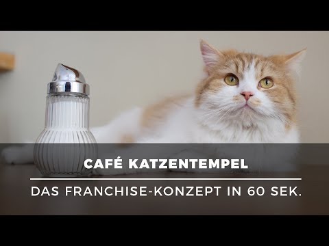 Video: So Eröffnen Sie Ein Café Für Katzenliebhaber