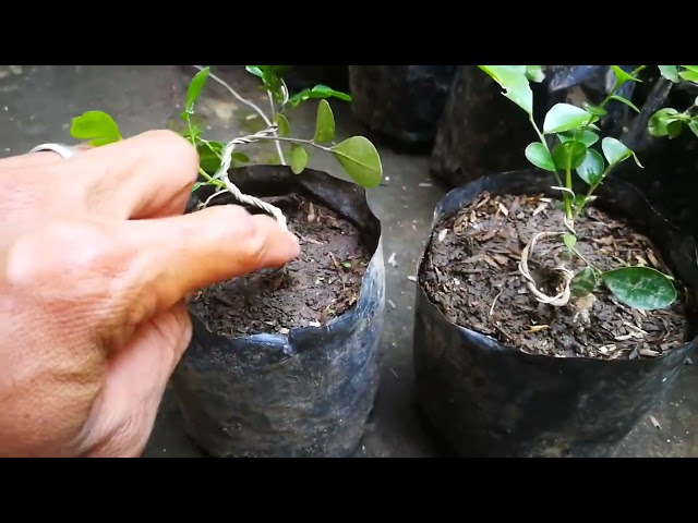 Belajar membuat bonsai kemuning dari bibit yang masih kecil class=