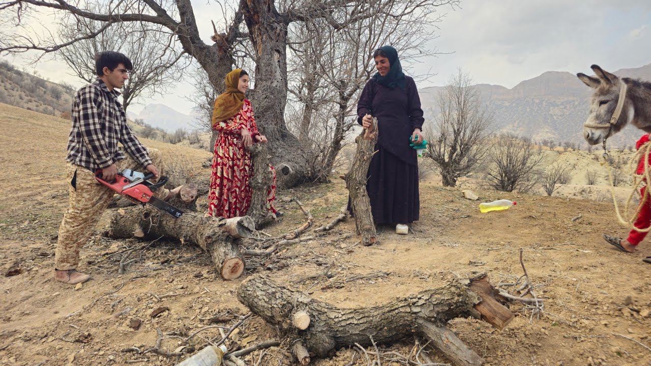 Winter is Coming! ❄️🏔️ Gathering Massive Logs to Keep Our Mountain Home Warm 🔥