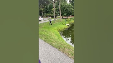 Caught on camera: Alligator charges at fisherman