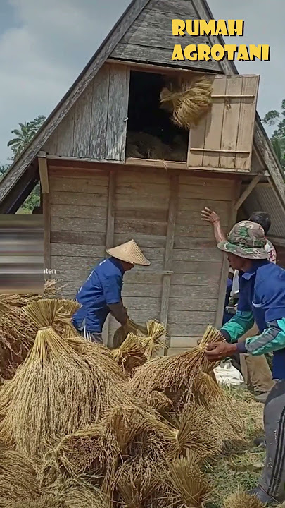 Begini Menyimpan Padi di Lumbung