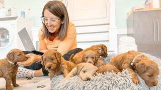 Helping 7 Families Pick Their Perfect Goldendoodle Puppy