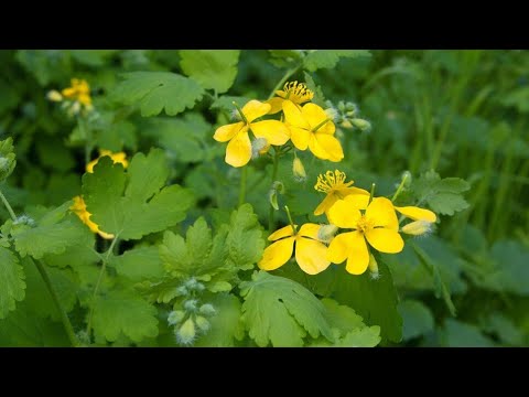 Делаю мазь из чистотела. 1часть - YouTube