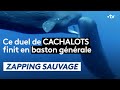 Ce duel de cachalots finit en baston générale - ZAPPING SAUVAGE