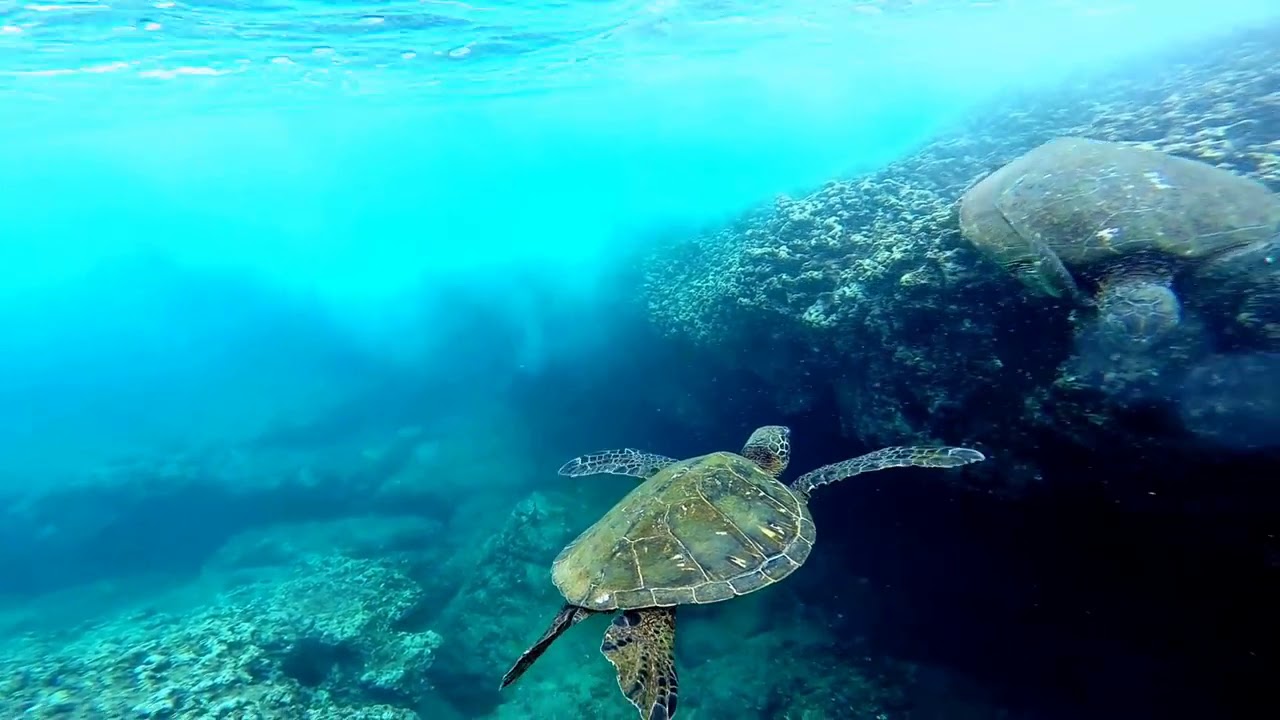 “Turtle Dance" Oahu’s North Shore with Tracy Yamato