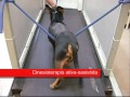 Fisioterapia Veterinária. Daniel 3.wmv