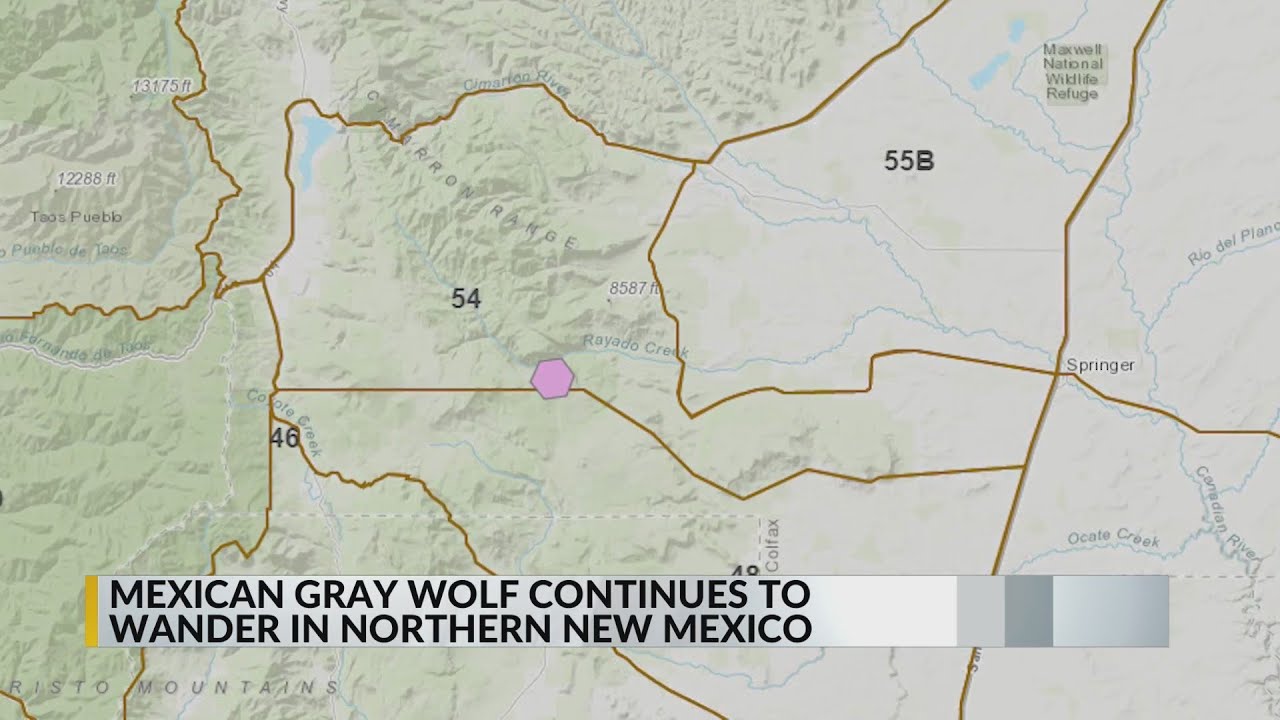 Advocates push Feds to let Mexican gray wolf 'roam free' in northern New Mexico, elsewhere