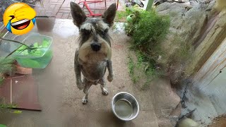 Funniest Animals  New Funny Cats and Dogs Videos  2024 Part 40