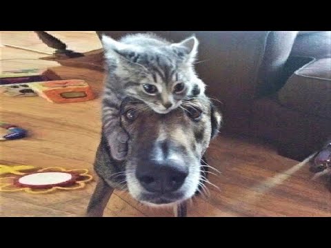 Funny animals - Funny cats / dogs - Funny animal videos / Best videos of  October 2022 - YouTube