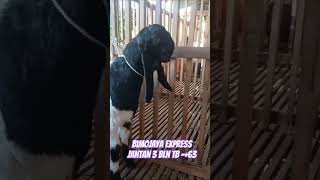 Jantan Umur 3 bulan kambingkontes kambingetawa kambing kambingjantan kambingpe kambingguling