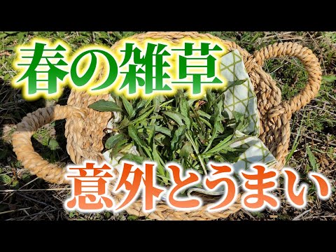 Relaxed video] Spring weeds are surprisingly tasty when eaten