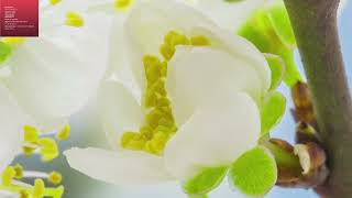 تلاوة ممتعة لسورة الحشر بصوت الشيخ ياسر سلامة