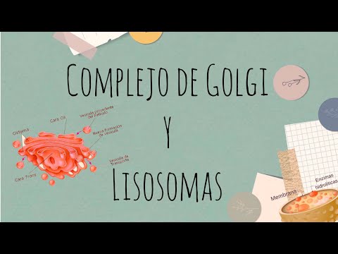 Complejo de Golgi y Lisosomas #claseonline