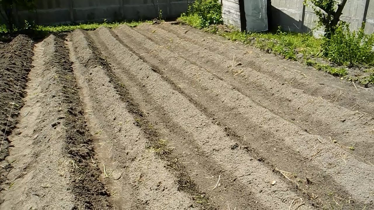 Голландский способ посадки картофеля