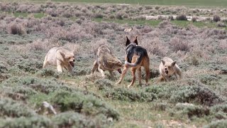 Ryder Decoying 3 coyotes at close range