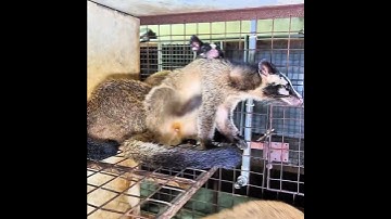 Cứ người dài, thon thon là đc