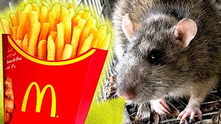 McDonalds Fries Completely Irresistible To Rats EDUCATIONAL VIDEO