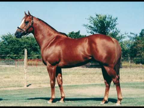 EL ALMA GRANDE-LOS CACHORROS DE JUAN VILLARREAL