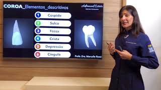 Anatomia Dental: características gerais dos dentes