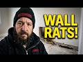 Wall Void Entry Behind Drywall & Slab – Rat Exclusion (Junction)
