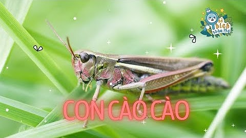 Con Cào Cào 🦗| Con Cào Cào Có Cái Cánh Xanh Xanh 🌿| Bài Hát Thiếu Nhi Vui Nhộn 🎶