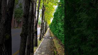 쌀쌀해진 날씨 듣고 싶은노래 #미니화분 #아득히먼곳 #이선균