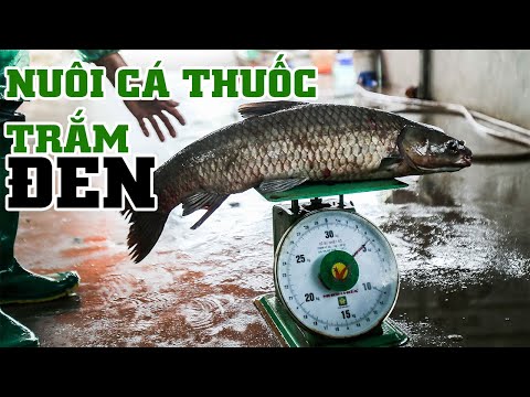 Video TẠI SAO CÁ TRĂM ĐEN LẠI ĐẮT NHƯ VẬY? KĨ THUẬT NUÔI... - youtube