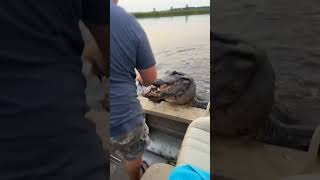 a very polite alligator #funny