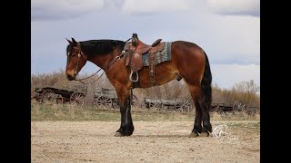 Billy~2021 Half Draft Gelding~Consigned by Emanual Miller to the May Billings Livestock Horse Sale