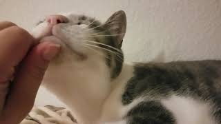 Bacon is a soft face boy. screenshot 5