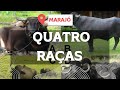 Quais as raças de búfalo tem no Marajó?