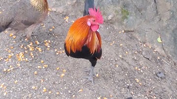 Hlau youtube sawv ntxov mus pub qaib qus.sáng sớm cảnh đẹp của tự nhiên