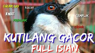 100% Pasti Nyaut,,,!!! Dengar suara KUTILANG GACOR FULL ISIAN CUCAK IJO, PRENJAK, CIBLEK, KACER,