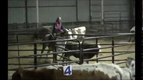 L & S Horse Company Ranch Sorting Horse in Training