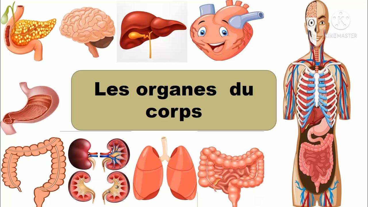 Centro Electrónico on X: Identifier les organes du corps humain et  connaître leurs noms en français #CEI #francés #langue #parties   / X