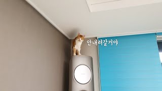집에서 가장 높은곳에 올라가서 안내려온다고 시위하는 고양이 by 댕댕이와야옹이 25,059 views 3 years ago 3 minutes, 16 seconds