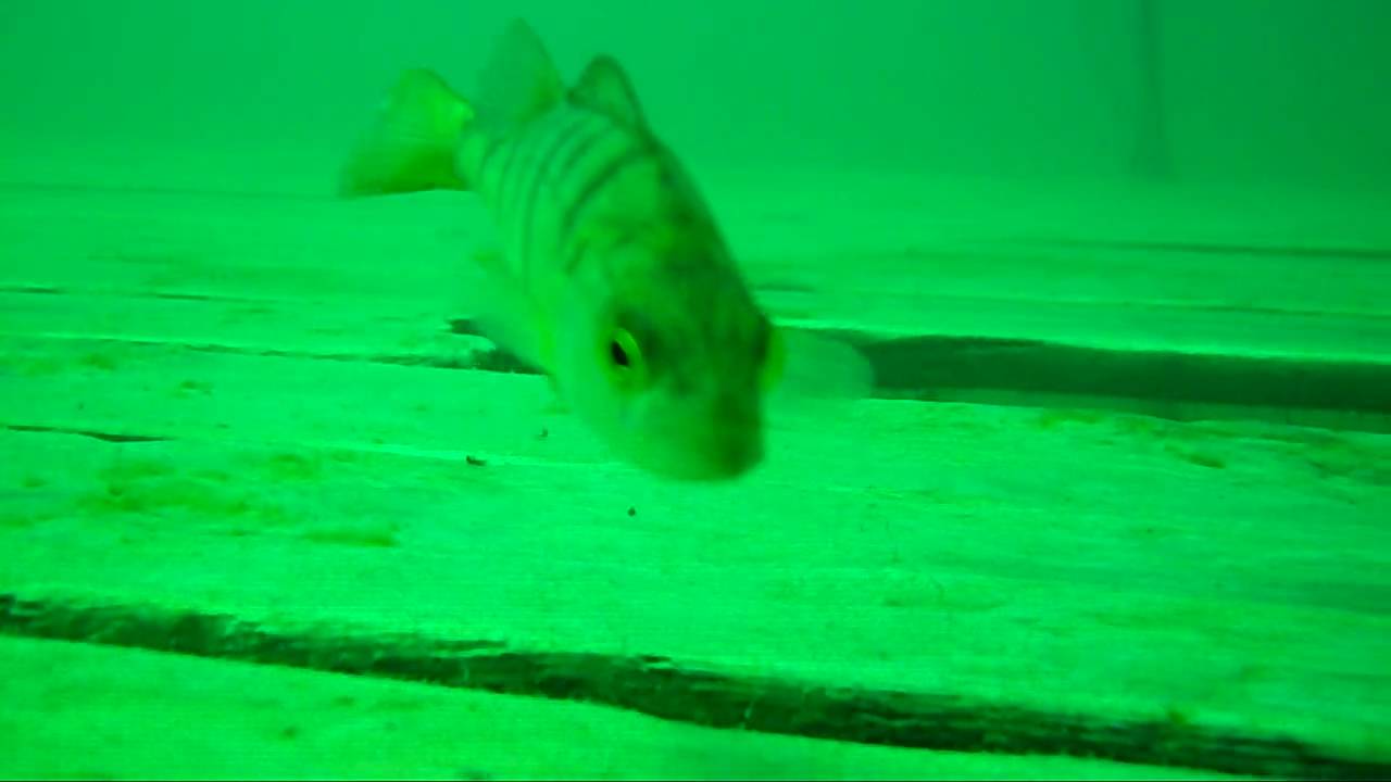 A nice perch in Neufeldersee Austria 20090729 (scuba diving)