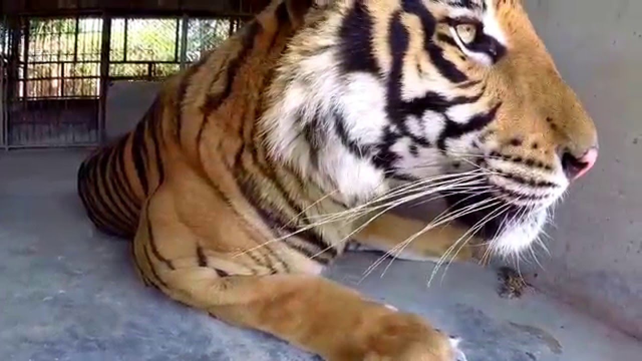 Is Kanchanaburi Safari Park Ethical