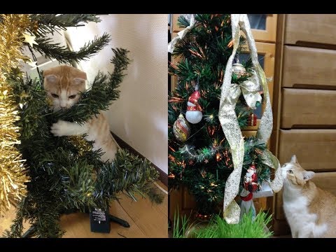 猫ちゃんはクリスマスツリーが大好きな模様♡～Cats like love Christmas tree.