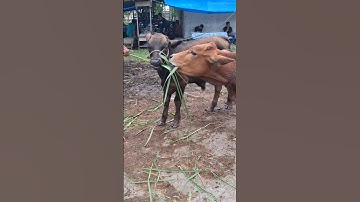 calon sapi jumbo, sapi Brahman, sapi simental #shorts #pedet #sapisuper