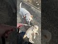 2026年4月24日は賢殿が生きていたら20歳のお誕生日🎂でした#shorts #柴犬 #蓮殿 #白柴 #愛犬 #賢殿