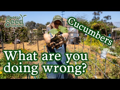 Grow More Cucumbers Than You Can Eat! My Top Tips for Planting & Growing