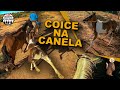 Coice na Canela - Mudando o Potro de Pasto -