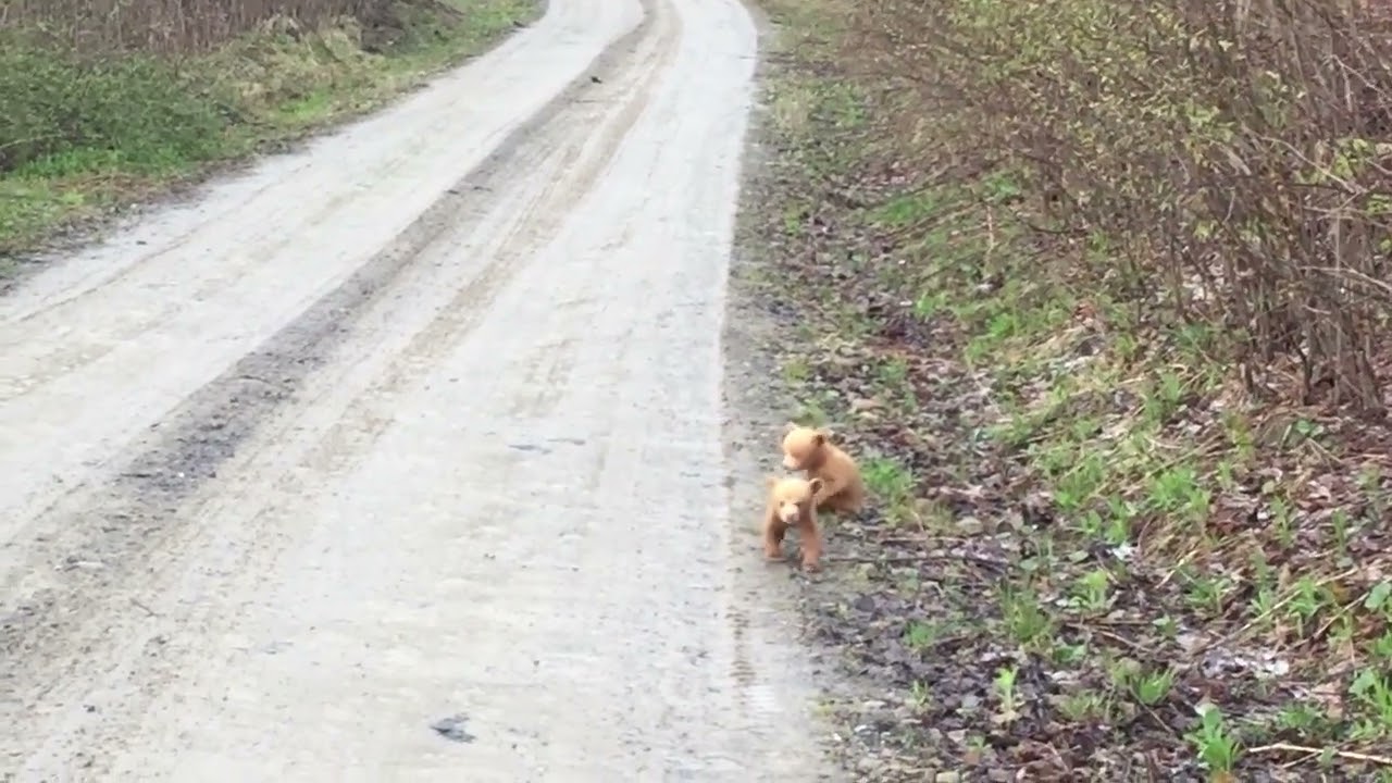 Cinnamon Bears Charge