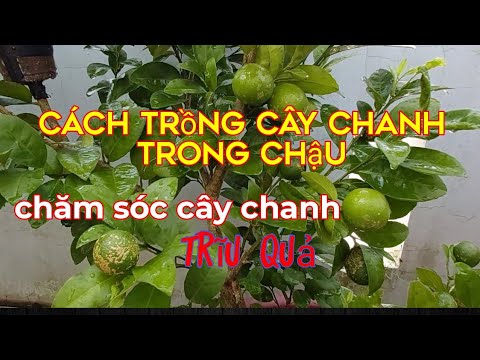 Cách trồng cây chanh trong chậu sai trĩu quả, cách  chăm sóc cây chanh ra hoa đậu quả.