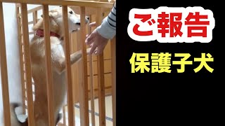 【ご報告】トライアル中の保護子犬ソラくん