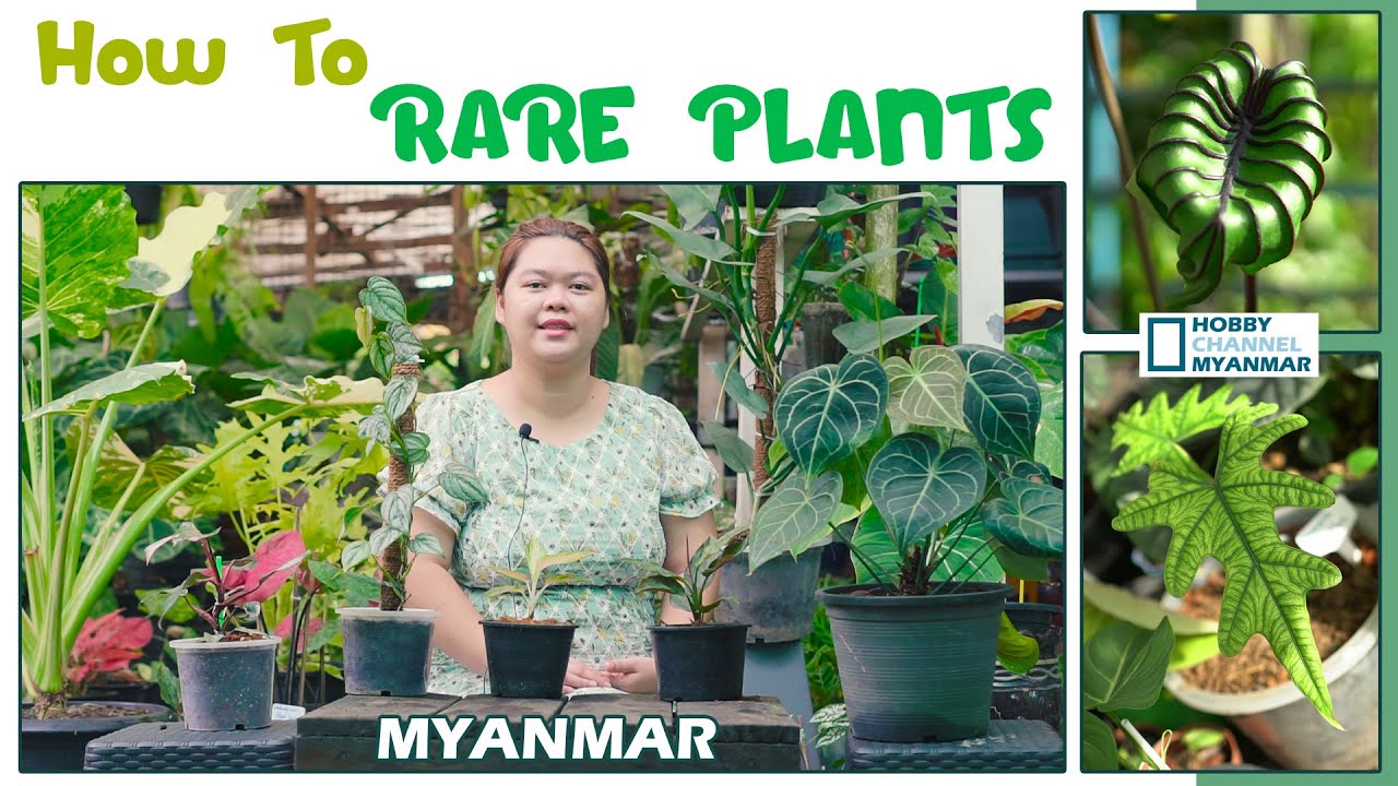 rare plants ရှားပါးအရွက်မျိုးစိတ်တွေကိုဘယ်လိုစိုက်မလဲ