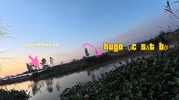 đi câu cá tra sông nhiều bắt ngờ ẩn số cá ục như cơm sôi