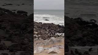 Image of Massive Great White Shark Reappears After Months Missing video
