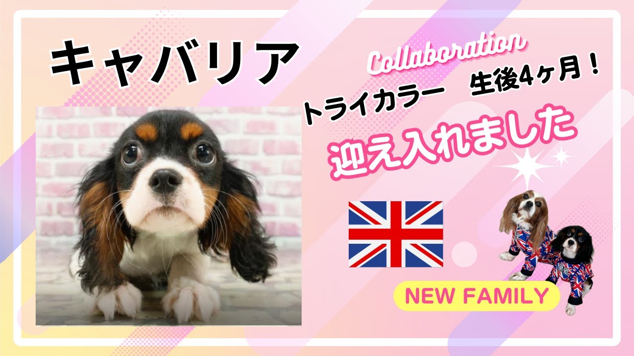 【NEW FAMILY紹介動画】